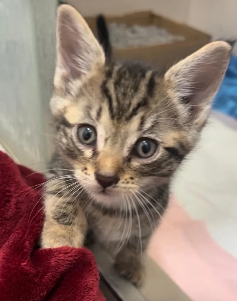 A baby small-sized male Domestic Short Hair cat named Luma for adoption in HUNTINGTON BEACH, CA