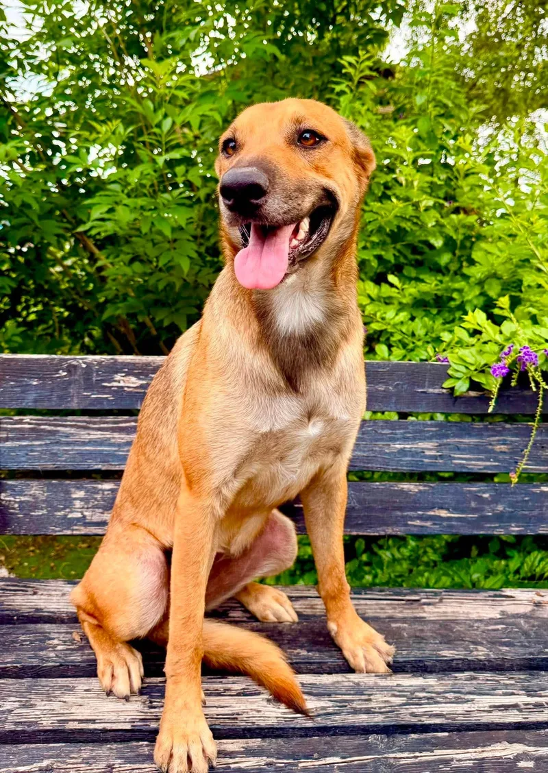 A young medium-sized female Tricolor (Brown, Black, & White) Thai Ridgeback dog named Roxy for adoption in Gregory, TX