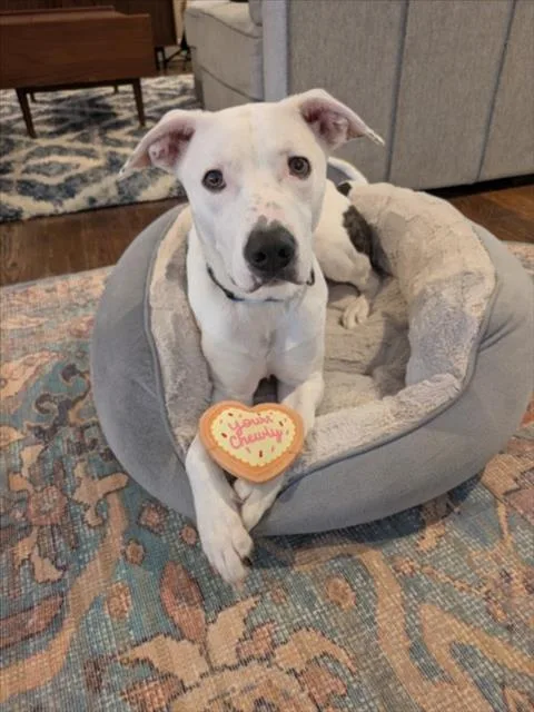 A young large-sized male Labrador Retriever dog named Kilo for adoption in Derwood, MD