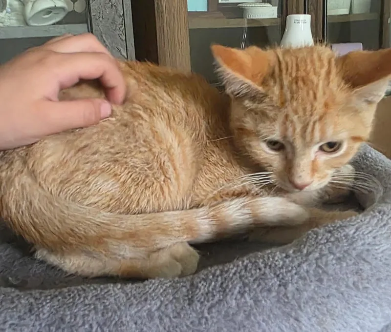 A baby medium-sized male Orange / Red Domestic Short Hair cat named Tyler for adoption in Chicago Ridge, IL