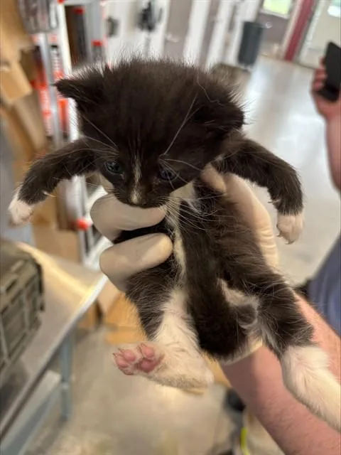 A baby small-sized female Domestic Short Hair cat named Kubota for adoption in Grand Prairie, TX