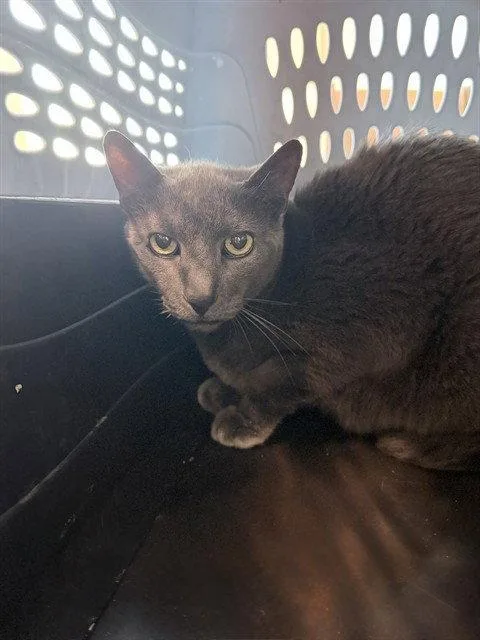 A senior medium-sized male Gray / Blue / Silver Domestic Short Hair cat named Yoda for adoption in Tavares, FL