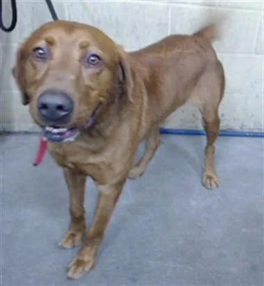 An adult large-sized male Labrador Retriever dog named Coco for adoption in Downey, CA