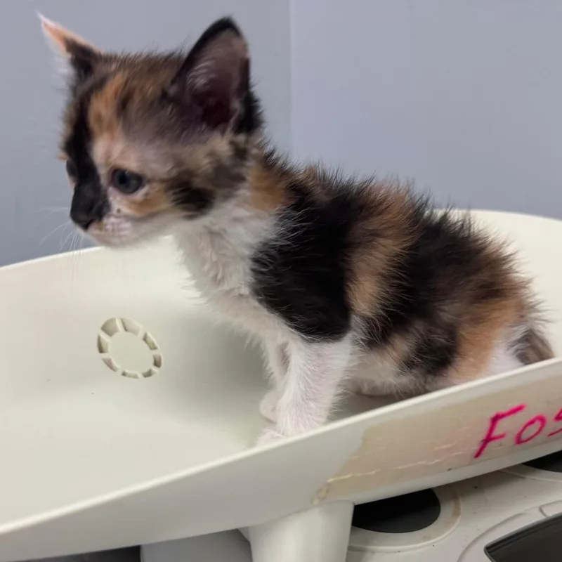 A baby small-sized female Calico Domestic Short Hair cat named Tiger for adoption in Columbus, GA