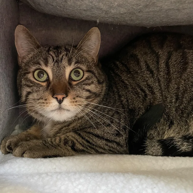 An adult medium-sized male Tabby (Brown / Chocolate) Domestic Short Hair cat named Alfred for adoption in Wells, ME