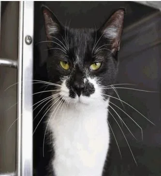 An adult medium-sized female Domestic Short Hair cat named Cake for adoption in Largo, FL