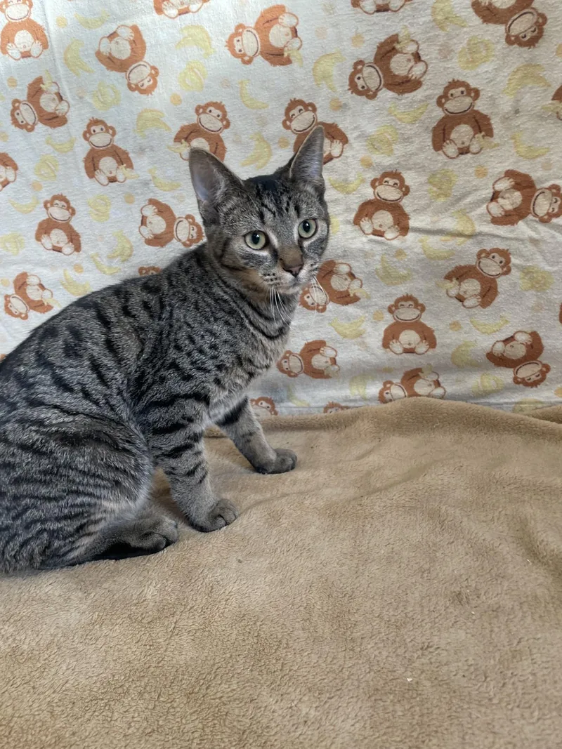 An adult medium-sized female Tabby (Tiger Striped) Domestic Short Hair cat named Maple for adoption in Upper Sandusky, OH