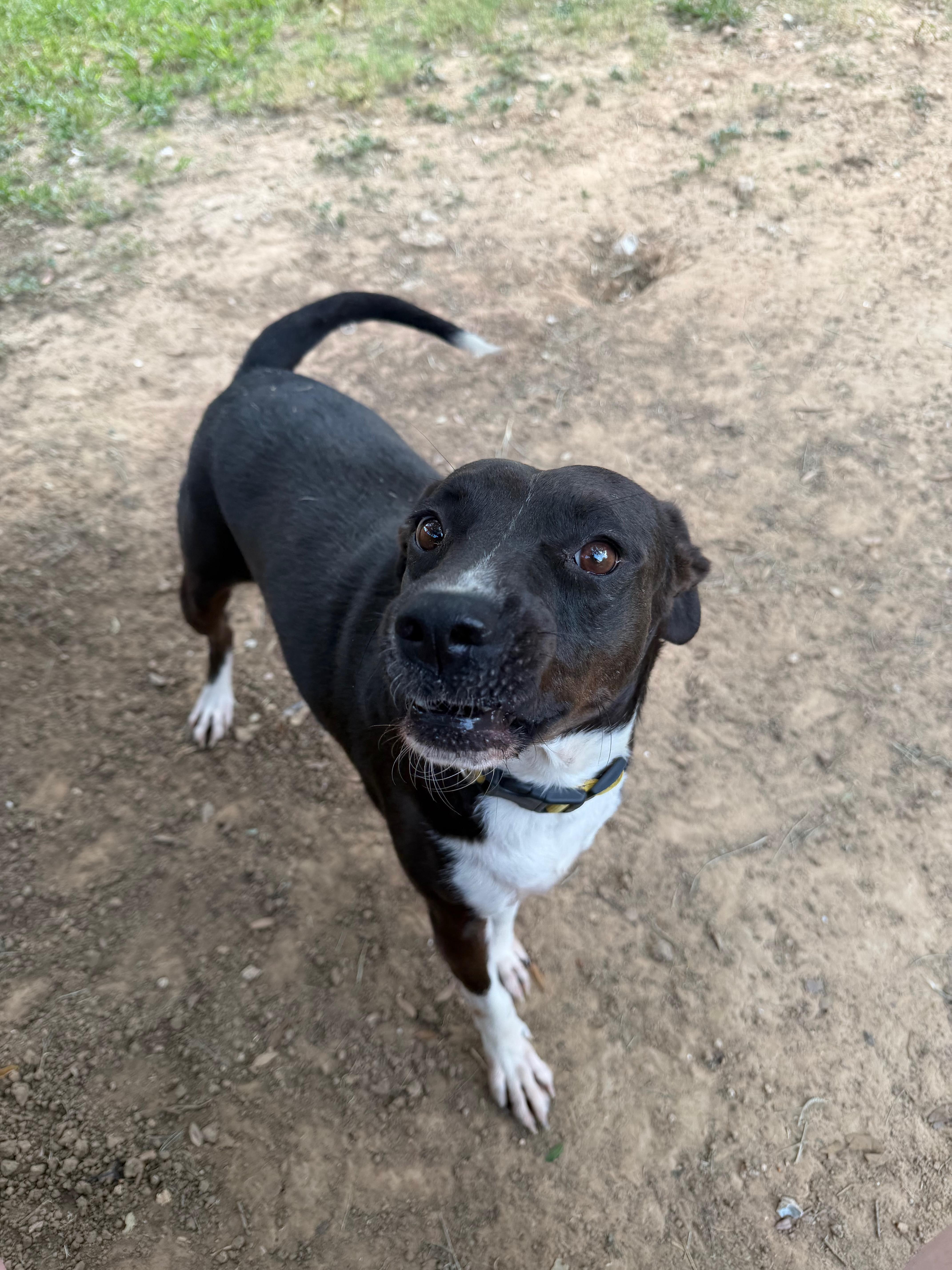 A young medium-sized female Black Labrador Retriever dog named Sunny Skye for adoption in Farmington, MO