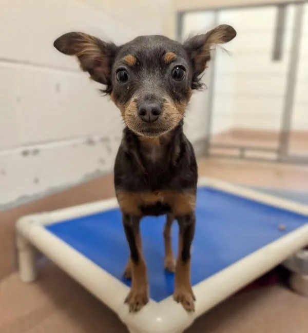 A baby small-sized female Chihuahua dog named Venus for adoption in Santa Rosa, CA