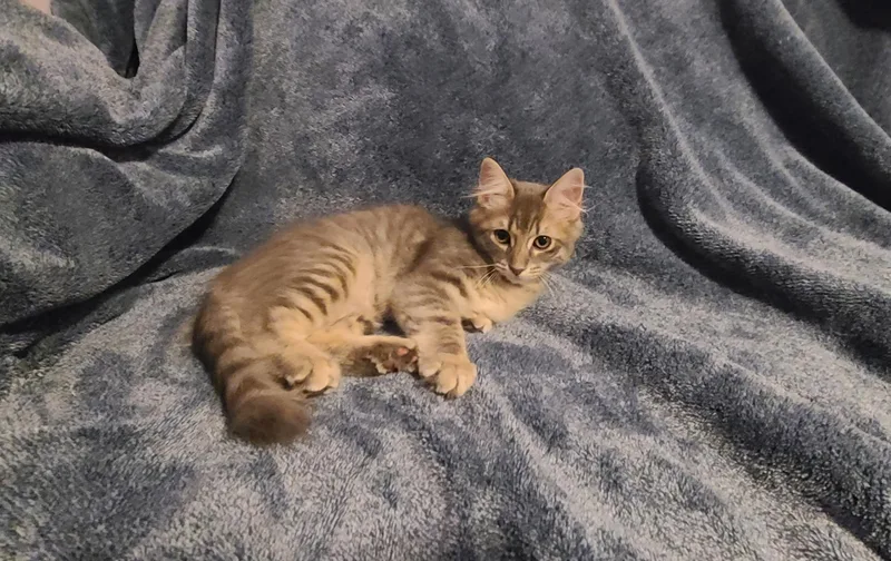 A baby medium-sized female Maine Coon cat named Cypress for adoption in queen creek, AZ