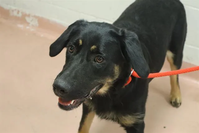 A young large-sized female Mixed Breed dog named Cheese for adoption in Columbia, SC