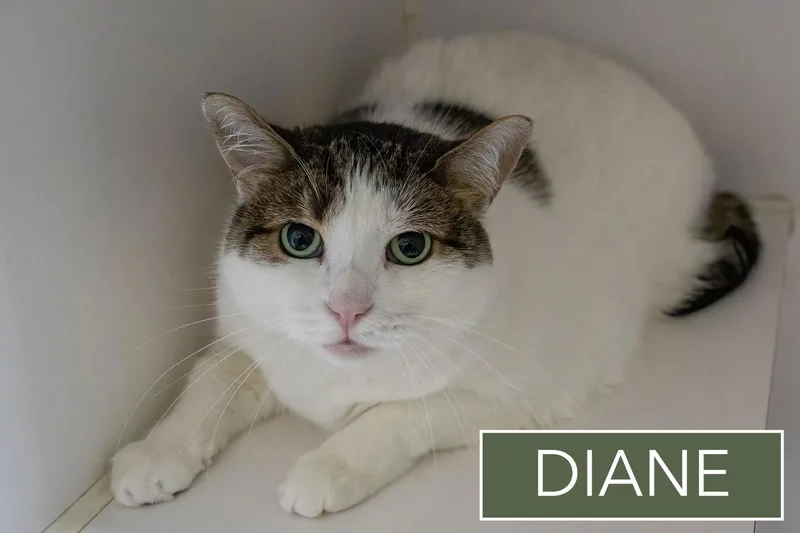 Jack & Diane: Bonded thumbnail 2