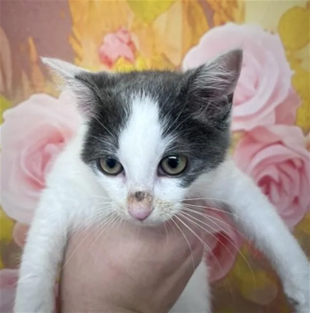 A baby small-sized female Domestic Short Hair cat named Sesame for adoption in San Bernardino, CA