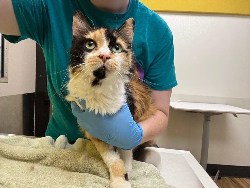 Franny thumbnail 3
