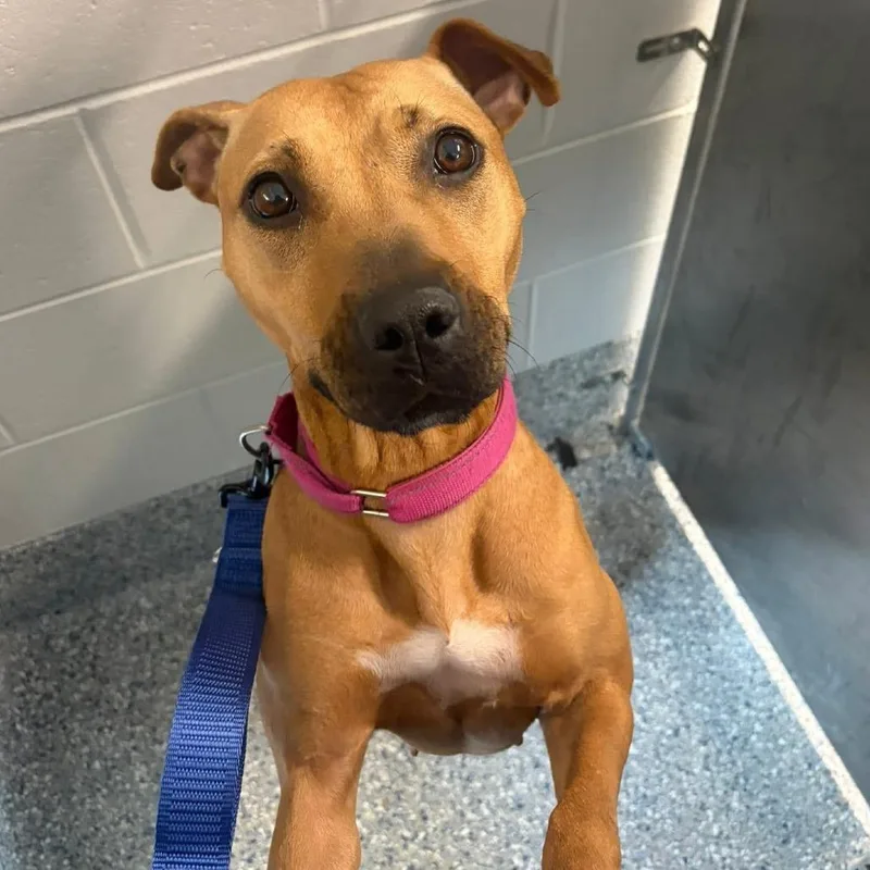 An adult medium-sized female Brown / Chocolate Mixed Breed dog named Coy for adoption in Dearborn, MI