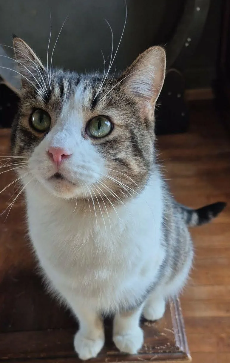 An adult medium-sized male Domestic Short Hair cat named Cupid for adoption in Holland, Michigan