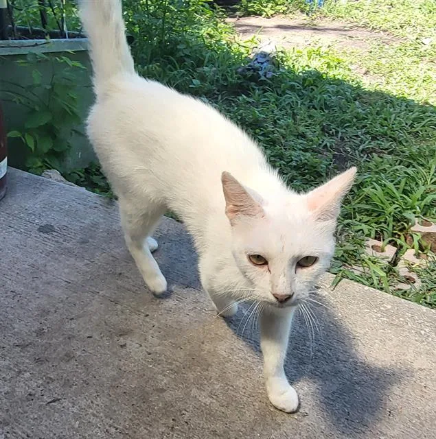 An adult medium-sized female Domestic Short Hair cat named Crystal for adoption in San Antonio, TX
