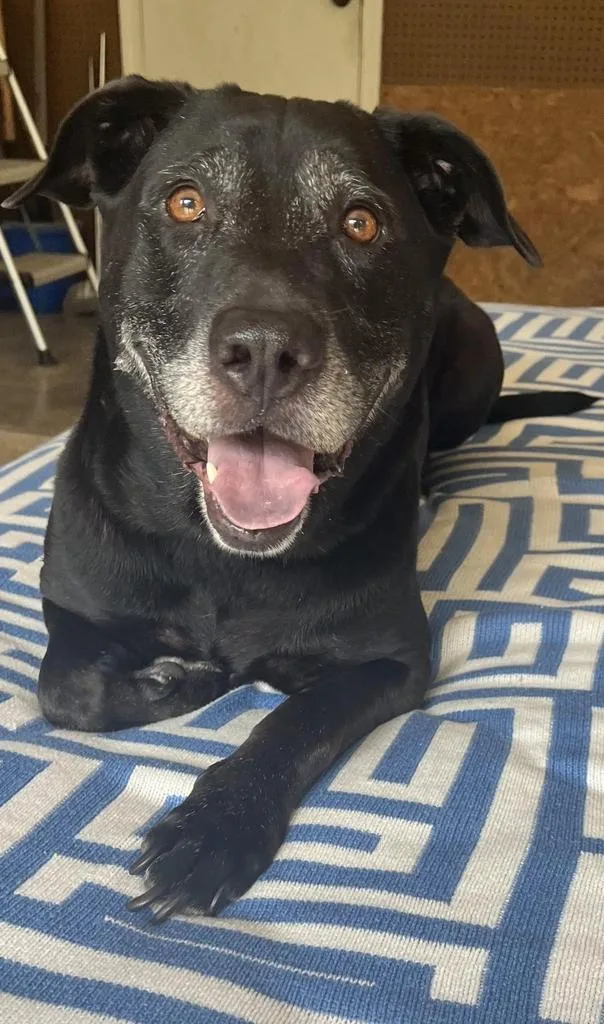 A senior medium-sized male Mixed Breed dog named Mr Wiggles for adoption in Florence, SC