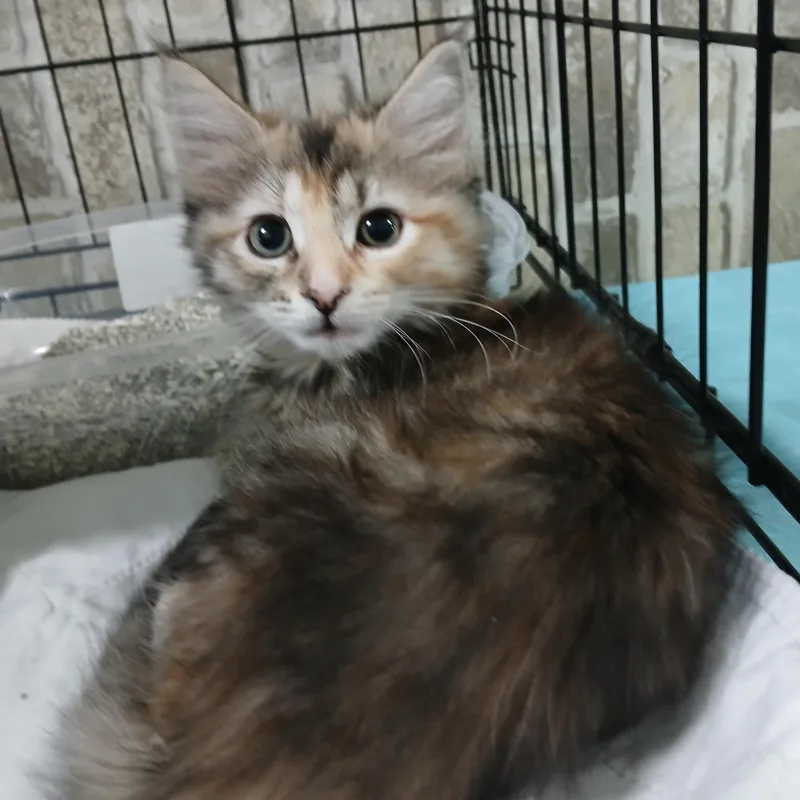 A baby medium-sized female Torbie Domestic Medium Hair cat named Roo for adoption in Germansville, PA