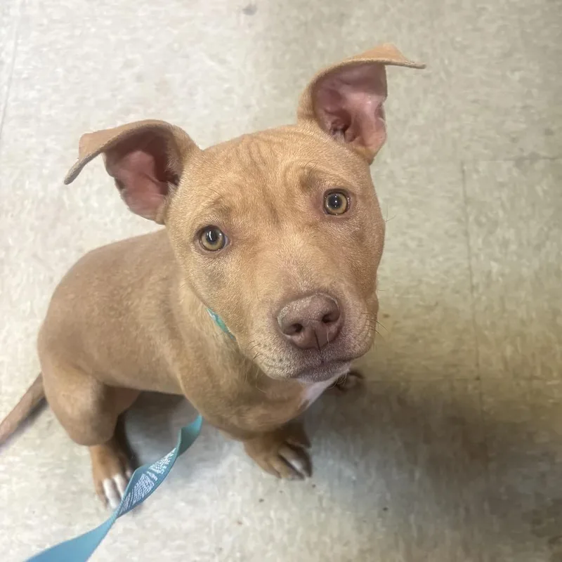 Diva thumbnail 3