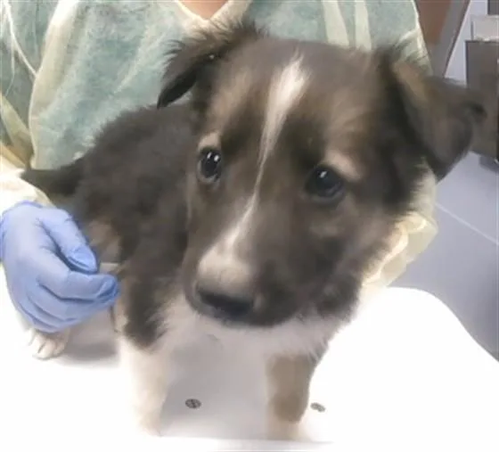 A baby small-sized female German Shepherd Dog dog named Buttons for adoption in Phoenix, AZ