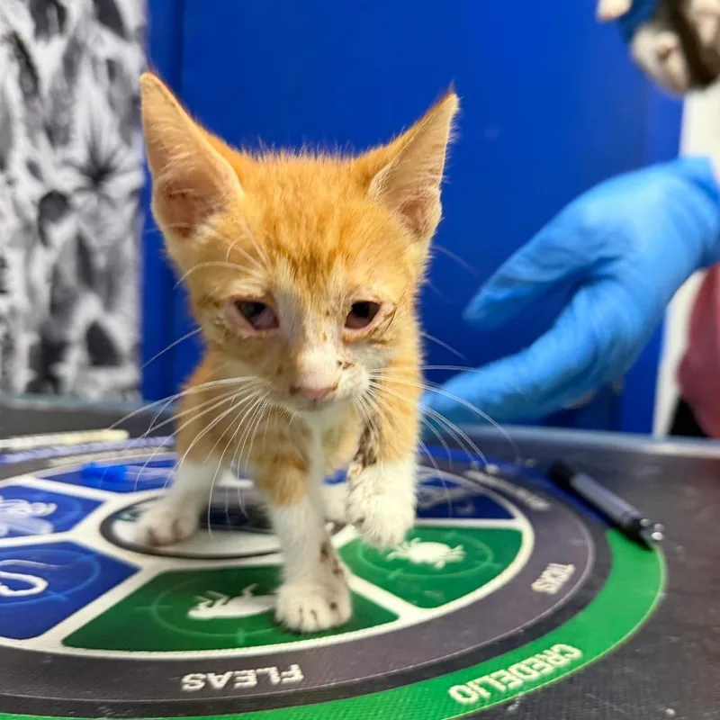A baby small-sized male White Domestic Short Hair cat named Chicaboo for adoption in Wahiawa, HI