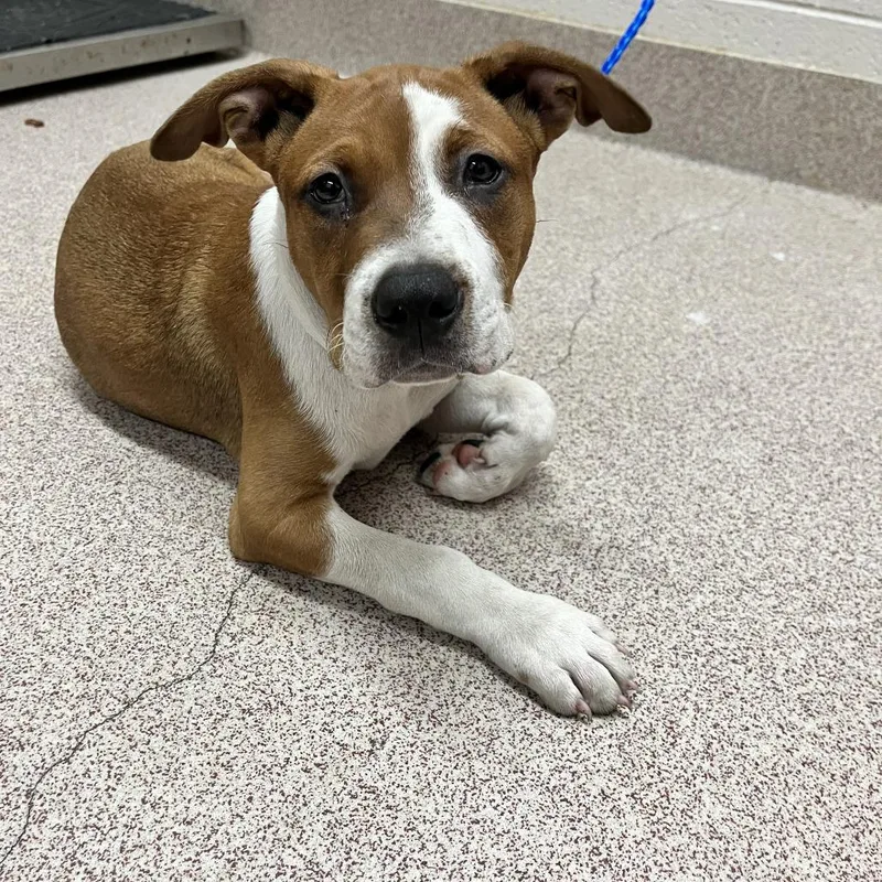 A baby small-sized male Brown / Chocolate Pit Bull Terrier dog named Marco for adoption in Ardmore, OK