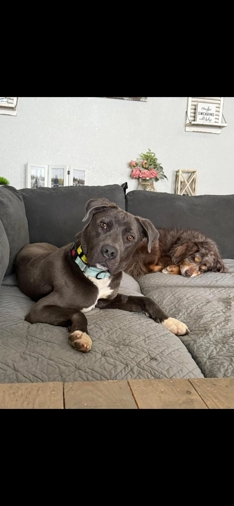 A young medium-sized male Mixed Breed dog named Stan for adoption in Polson, MT