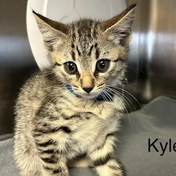 A baby small-sized male Gray / Blue / Silver Domestic Short Hair cat named Kyle for adoption in Knoxville, TN