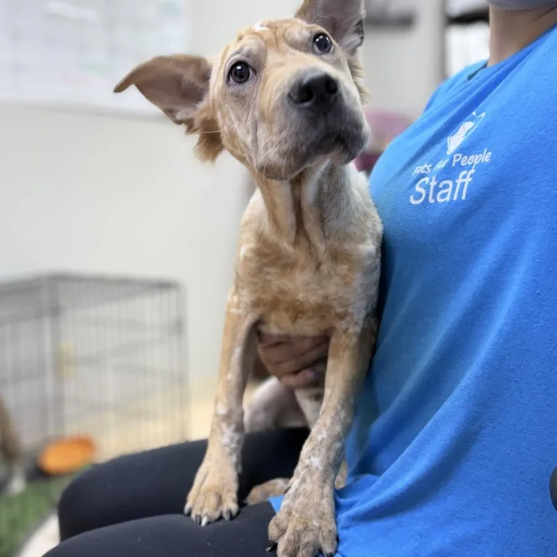 A baby small-sized female Red / Chestnut / Orange Cattle Dog dog named Creole for adoption in Tyler, TX