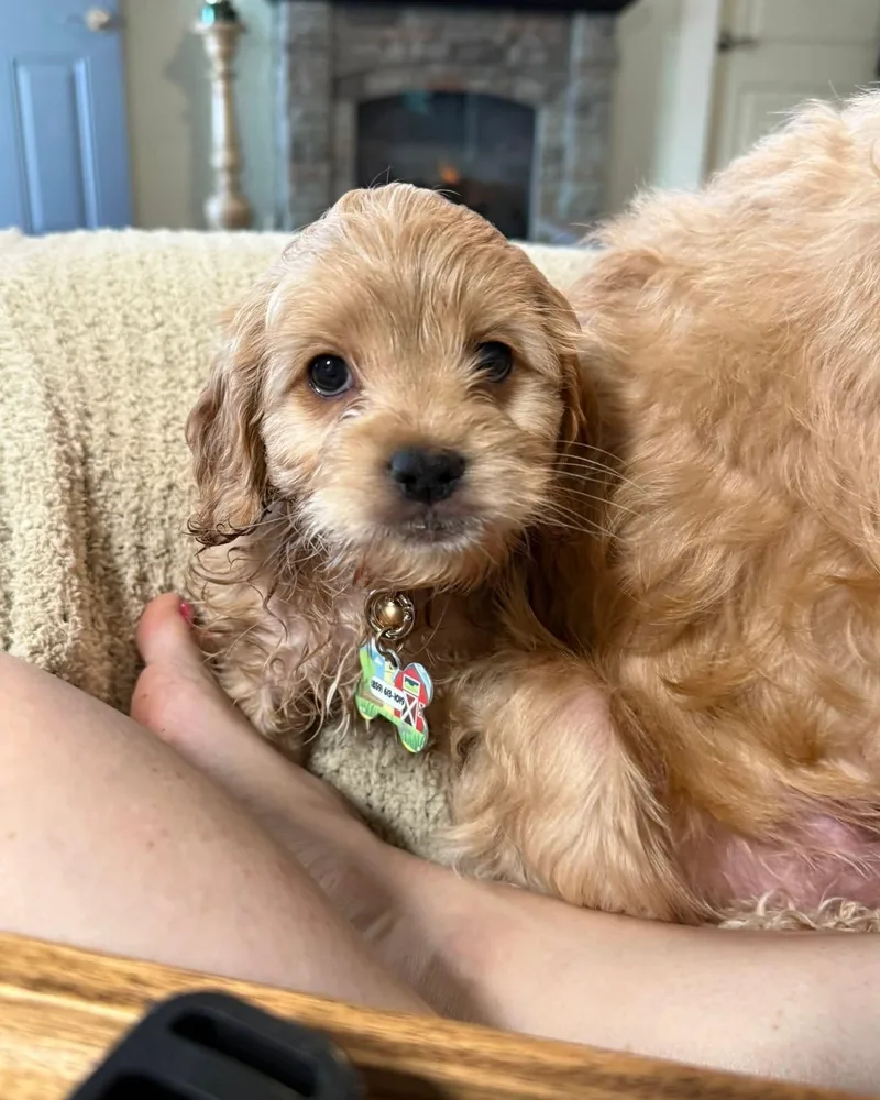 A baby small-sized male Yellow / Tan / Blond / Fawn Cockapoo dog named Finn for adoption in Harrodsburg, KY