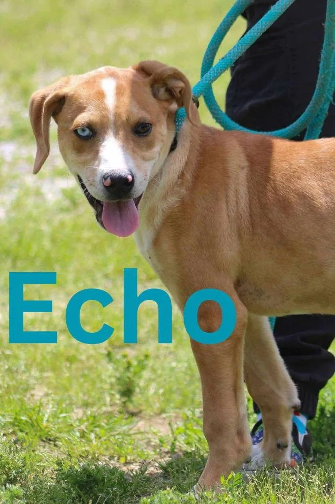 Echo