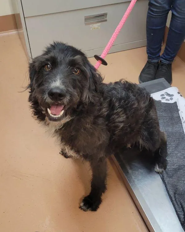 An adult medium-sized female Labrador Retriever dog named Blossom for adoption in Kennewick, WA