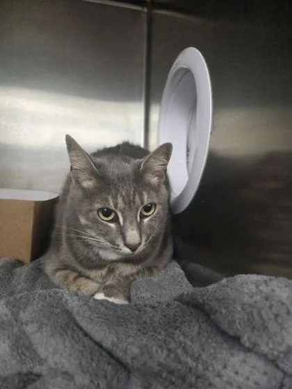 An adult small-sized male Domestic Short Hair cat named B Billie for adoption in North Charleston, SC