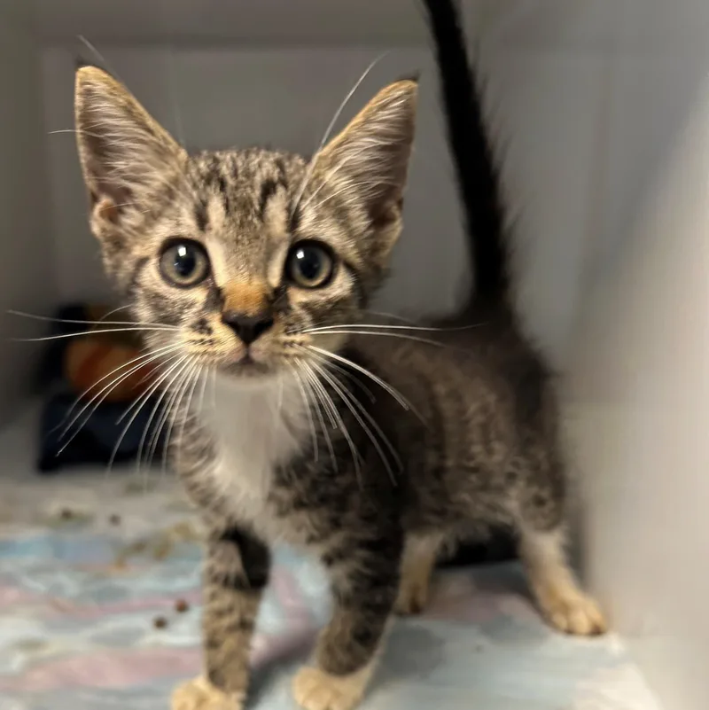 A young small-sized male Tabby (Brown / Chocolate) Domestic Short Hair cat named Panini for adoption in Margate, FL
