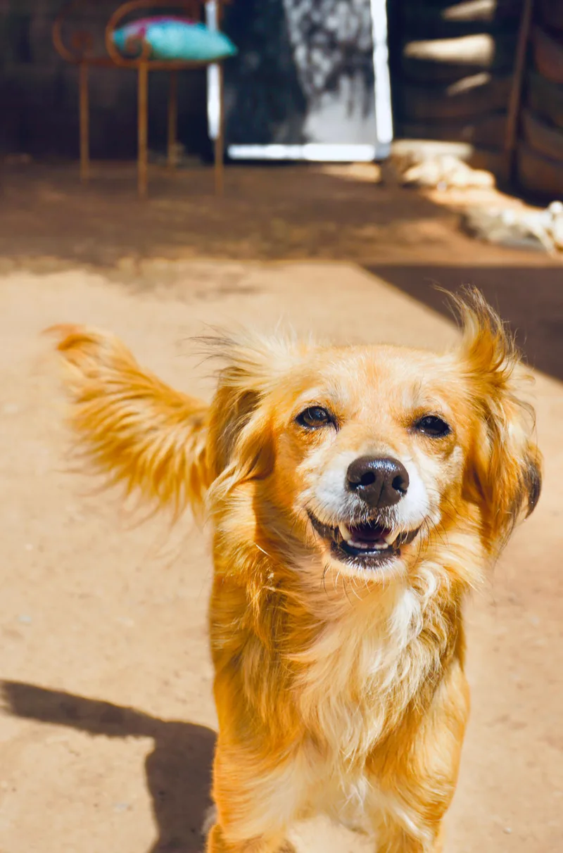 A young small-sized female Cocker Spaniel dog named Mia for adoption in San Diego, CA