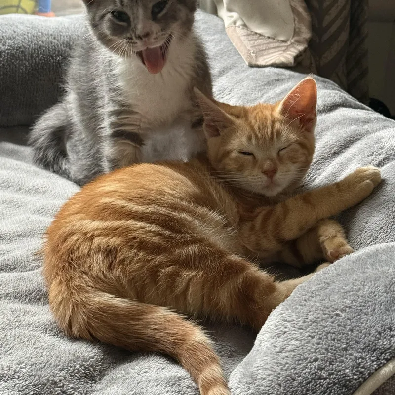 A baby small-sized female Orange / Red Tabby cat named Maya for adoption in Wanaque, NJ