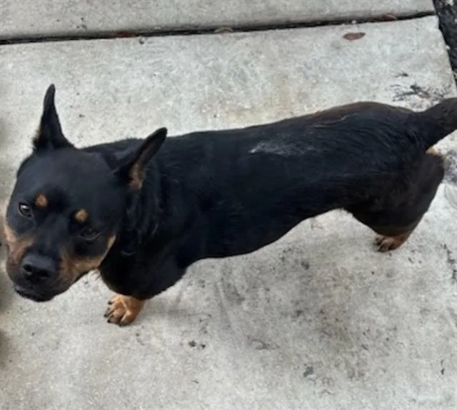 A young medium-sized female Doberman Pinscher dog named Missy for adoption in San Antonio, TX