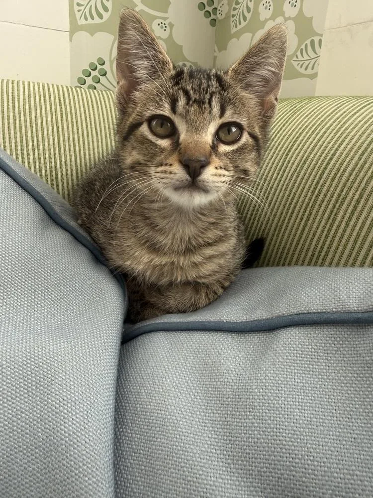 A baby small-sized male Brown / Chocolate Tabby cat named Cub for adoption in Dallas, TX