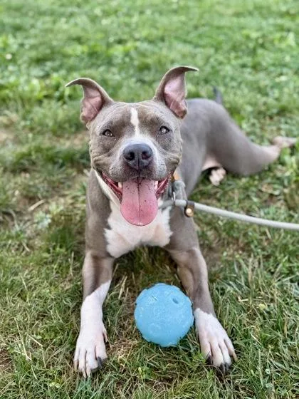 An adult medium-sized female Mixed Breed dog named Xena for adoption in Fallston, MD