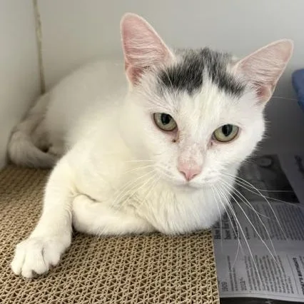 A young medium-sized female White Domestic Short Hair cat named Gwen for adoption in Norwalk, CT