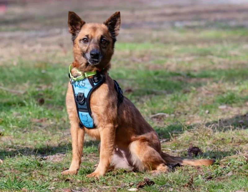 Teena Scas thumbnail 3