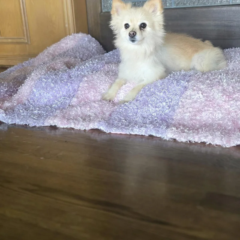 An adult small-sized female Apricot / Beige Pomeranian dog named Dutchess for adoption in Boerne, TX