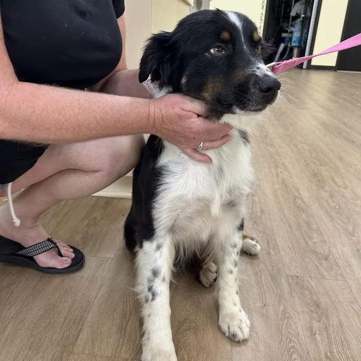 A young small-sized female Black Australian Shepherd dog named Svasstray for adoption in Lyndhurst, VA