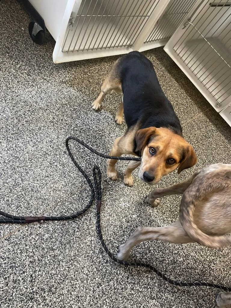 An adult medium-sized male Mixed Breed dog named Poon for adoption in Columbia, TN