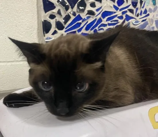 A senior large-sized male Domestic Short Hair cat named Big Blue for adoption in Pensacola, FL