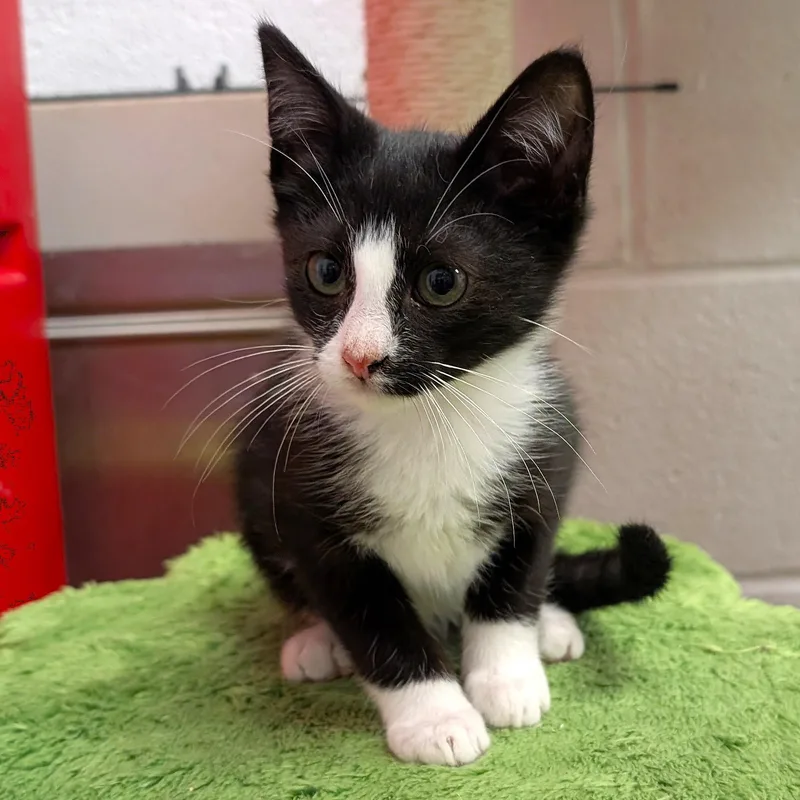 A baby medium-sized male Black & White / Tuxedo Domestic Short Hair cat named Cameron for adoption in Smithfield, NC