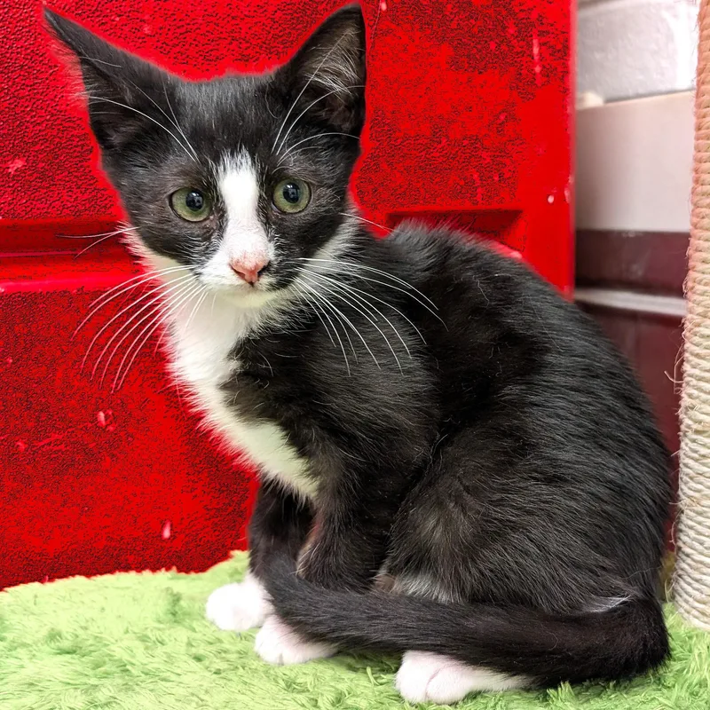 Cameron thumbnail 4