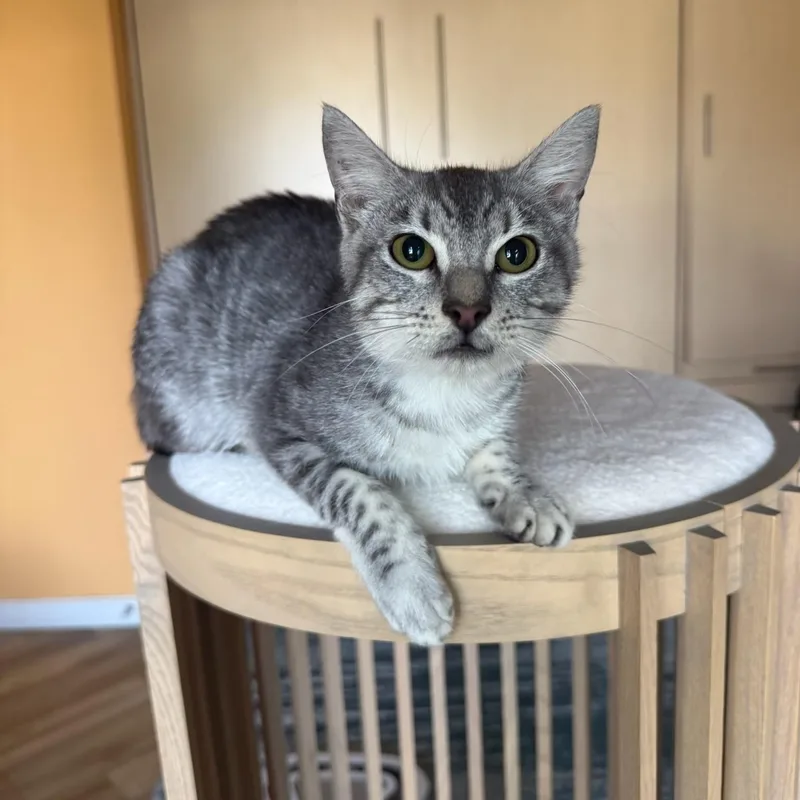 A baby small-sized male Tabby (Gray / Blue / Silver) Domestic Short Hair cat named Riggs for adoption in Boca Raton, FL