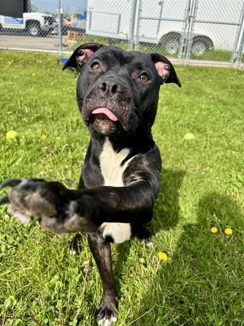 A young medium-sized female Pit Bull Terrier dog named Mela for adoption in Kalamazoo, MI